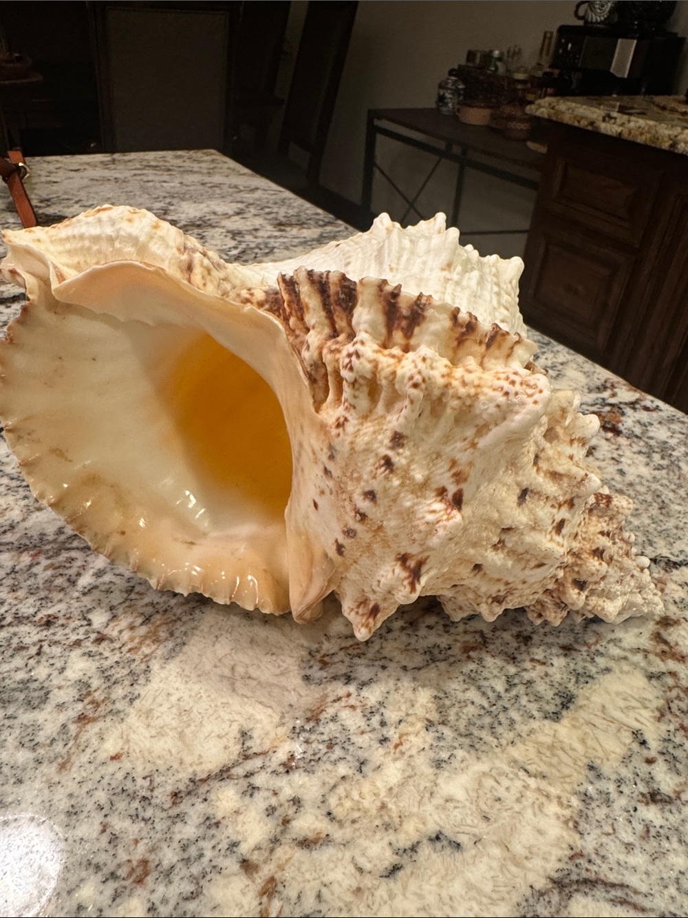 Large Natural Conch Shell - Cream and Peach Tones